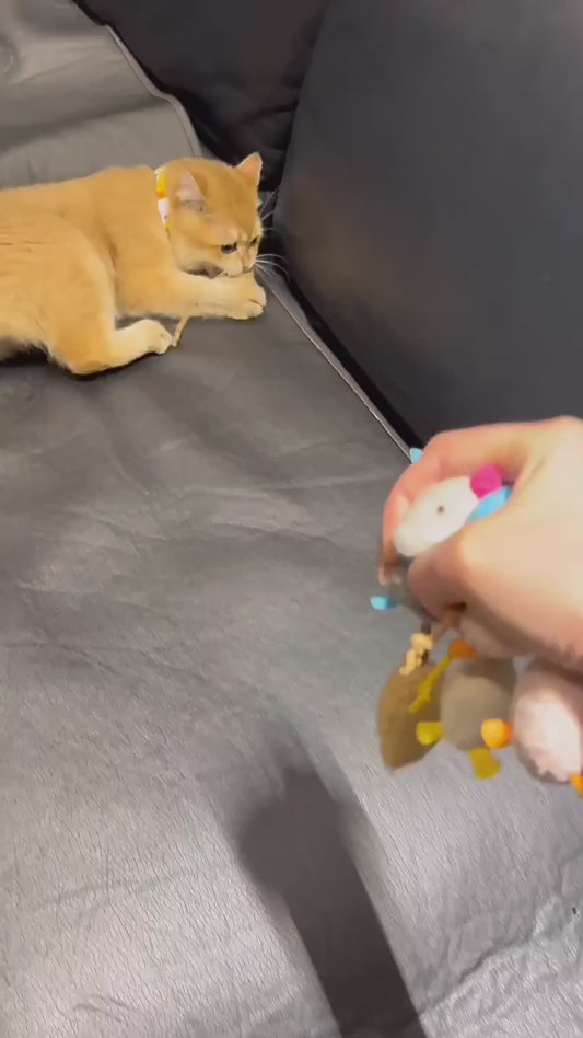 Cat Training-Interactive Mouse